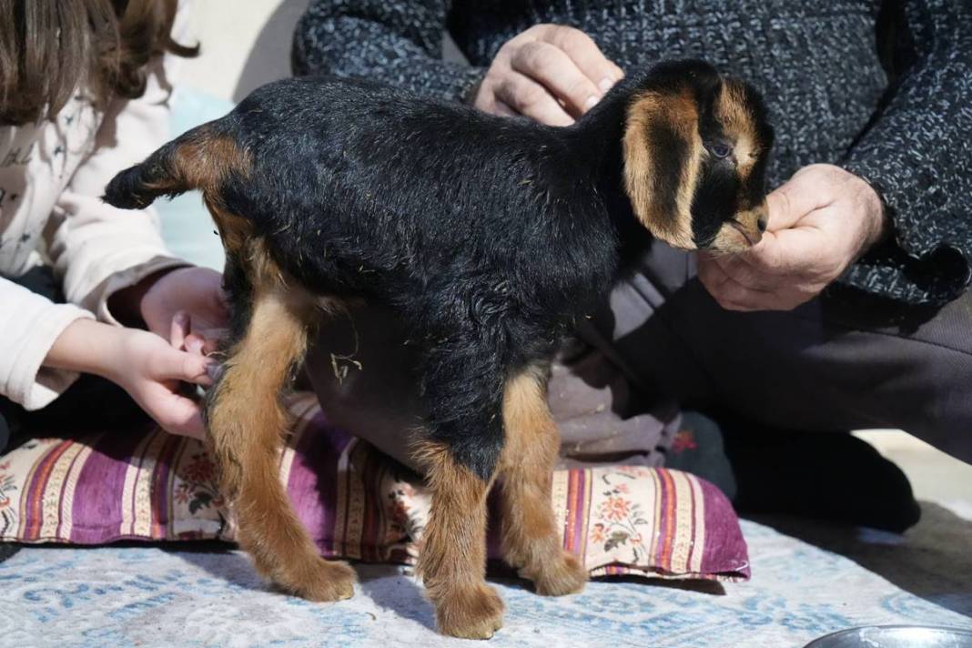 Görenler gözlerine inanamıyor: Tam 3 adet...! Görmek için civar köylerden geliyorlar 3